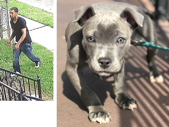 NOPD Seeking Suspect in Theft of Dog on Bruxelles Street