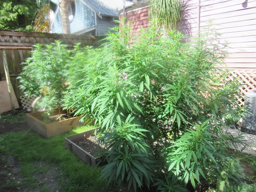 Marijuana-Plants-(1).jpg