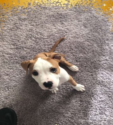  Puppy Taken in Armed Robbery on Tulane Avenue