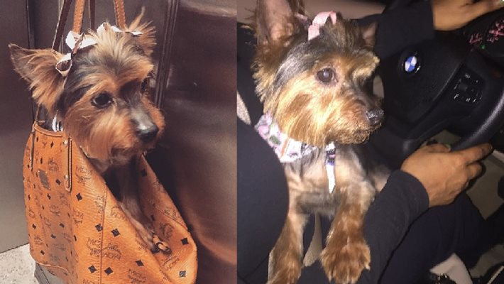 UPDATE: Yorkshire Terrier Located after Theft on Lyons Street