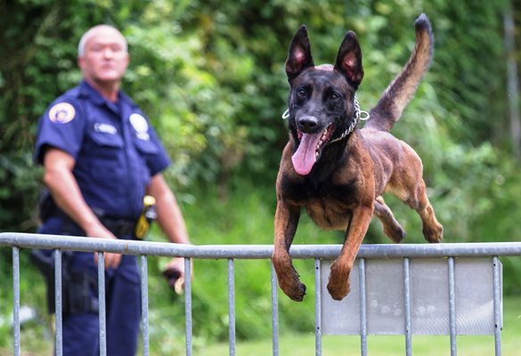 NOPD Canine Unit Fact Sheet