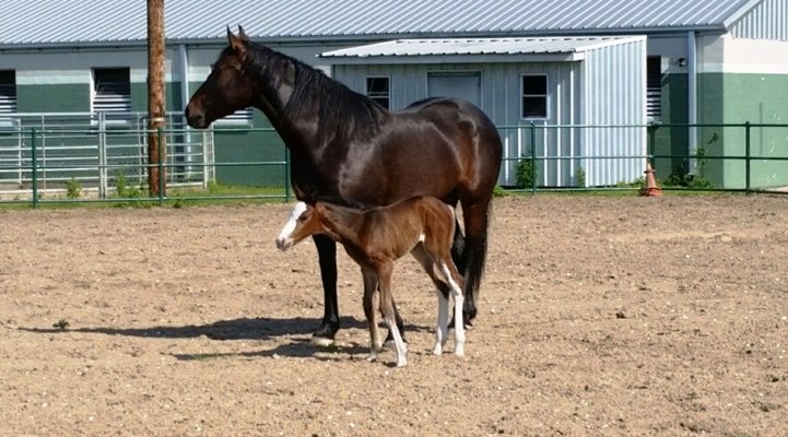NOPD’s Newest Police Horse is a Real Lady