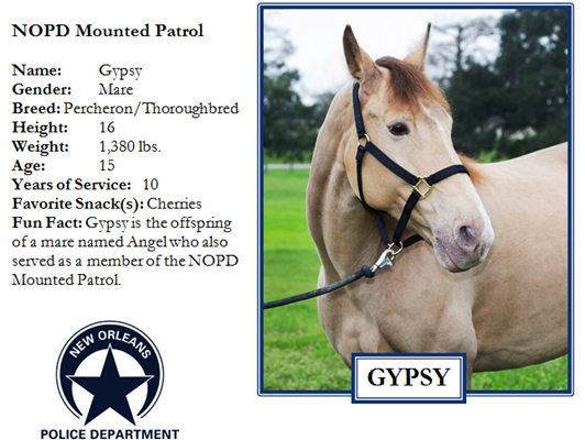 Join the NOPD Family – Adopt-A-Horse