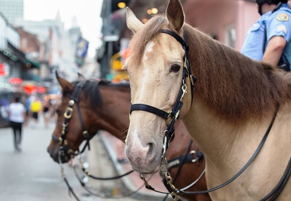 NOPD Mounted Unit is Headed for the “Derby”