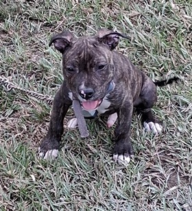 Armed Robbery Involving Stolen Puppy