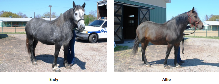 NOPD Welcomes More Horsepower this Spring 