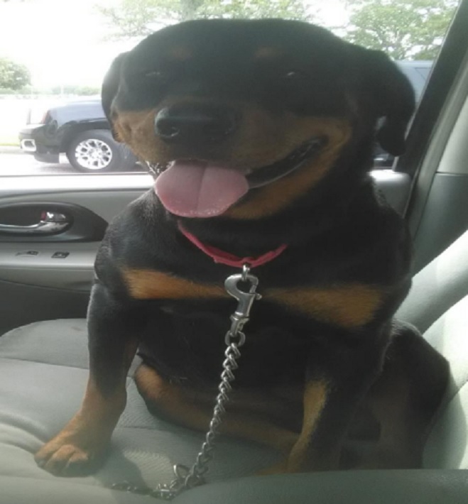 NOPD Searching for Dog Reported Stolen in the Fourth District